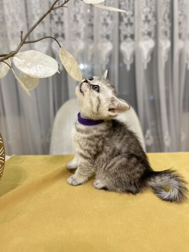 Pişiklər: Şotland, Erkək, Dişi, Ünvandan götürmə -da lalafo.az — 10 Pişiklər: Şotland, Erkək, Dişi, Ünvandan götürmə — 10