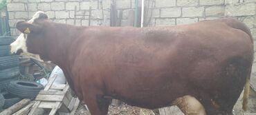 cins ineklerin satisi 2019: Dişi, Simental, il: 3, 3 kq, Ətlik, Ödənişli çatdırılma