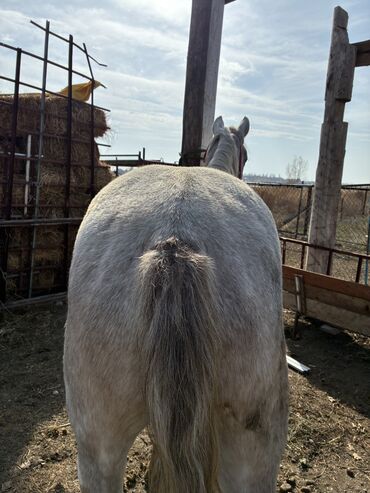 Лошади, кони: Продаю | Жеребец | Конный спорт — 11