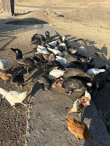 Индюки: Продаю | Индюшата | Для разведения — 6