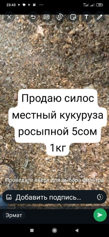 блэкберри цена бишкек: Срочно срочно срочно Продаю силос местный кукуруза доставка будет от