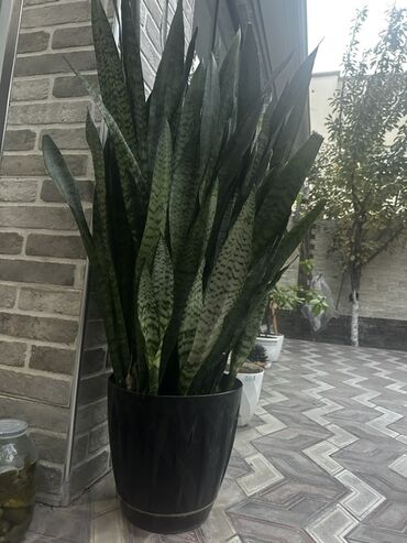 şanı yarpağı: Sansevieriya (Qayın dili) böyük dekorativ otaq bitkisi - Uzun