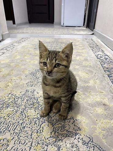 купить сиамского котенка: Очаровательный полосатый котёнок 2 месяца - Окрас: классический — 1