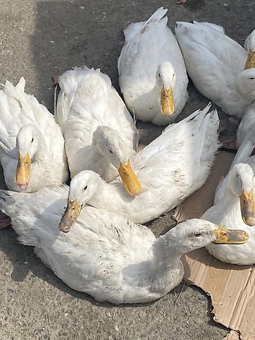 Kənd təsərrüfatı quşları: Ağ ördəklər – təsərrüfat üçün - Cins: ağ, ət və yumurta yönümlü yerli — 1