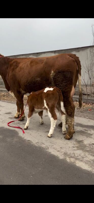 Inəklər, öküzlər: Satılır: inək bala ilə - Cins: qırmızı-ağ rəngdə, ətlik-südlük tip — 10
