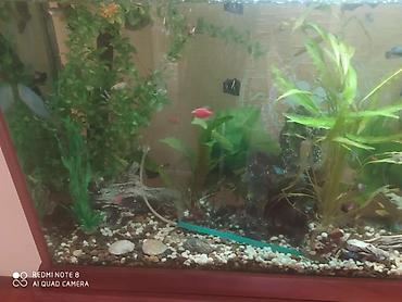 Бани, сауны, SPA: Баня, Сауна | Караоке, Массаж, Пилинг — 9