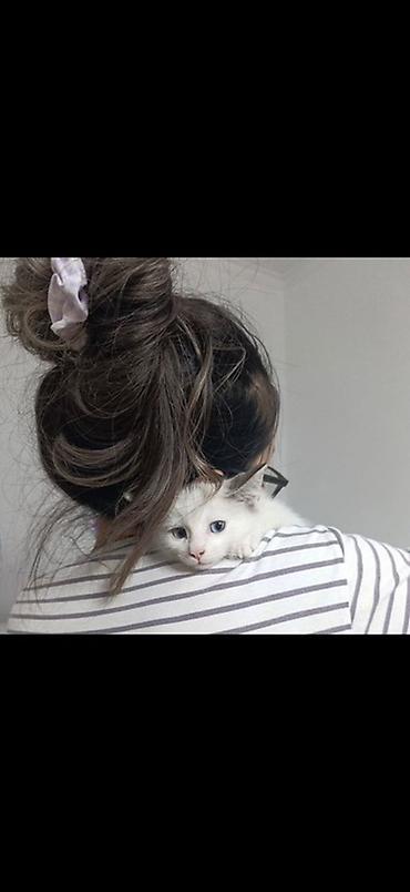 Мышыктар: Котёнок 2 месяца, мальчик, с голубыми глазами. Мы зовем его Сагындык 🤍 — 9