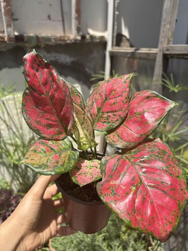 alcipan qiymeti 2024: Aglaonema 25azn.
Son qiymətdir !