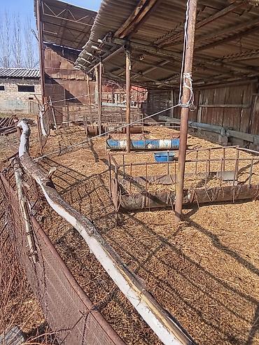 Продажа коттеджей и домов: Продам дом село Манас, участок 24соток хоз постройки баня сарай — 9