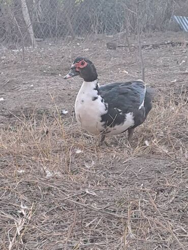 Ördəklər: Lal ördəklər satılır topdan 17 azn .Tək tək qiymətlər — 5