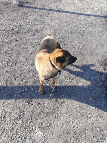 Продажа собак: Порода: бельгийская овчарка (малинуа) Самец Описание: - ОПЫТНЫЙ — 15