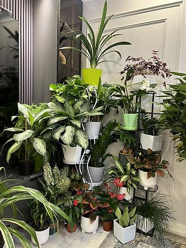 Адаптированные растения — комнатные декоративнолистные растения Что at lalafo.kg Адаптированные растения — комнатные декоративнолистные растения Что