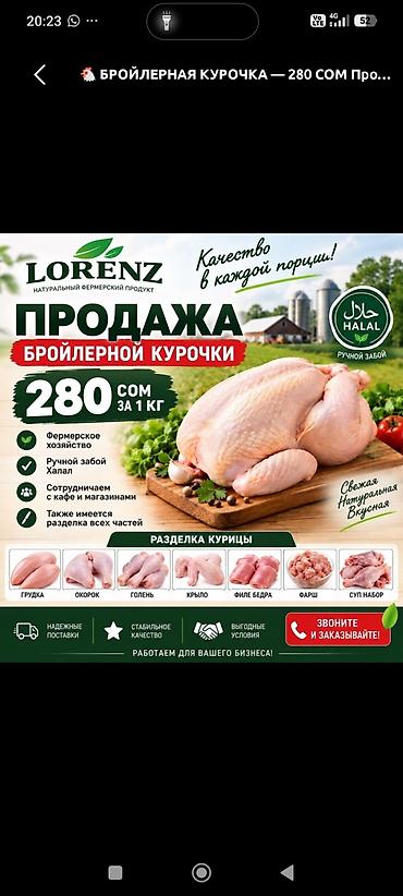 чоп ором: Бройлерная курочка Lorenz домашний тоок бройлер кг 250 беребиз - — 4