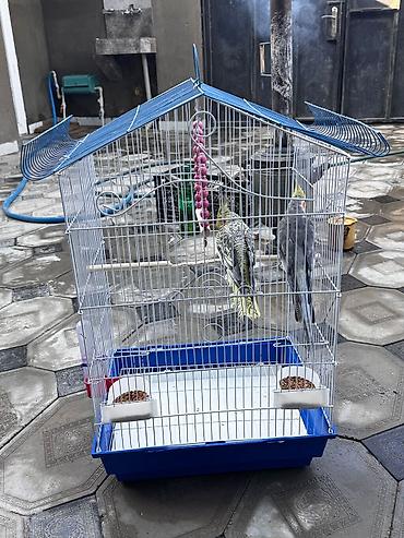 sultan tutuquşusu: Nimfa (Cockatiel) cütlüyü və qəfəs dəsti - Növ: Nimfa tutuquşusu — 4