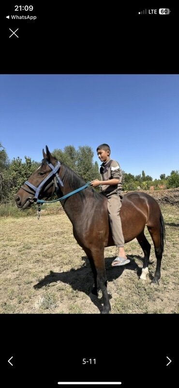 продажа щенков немецкой овчарки с документами в бишкеке: Продаю | Кобыла (самка) | Рабочий