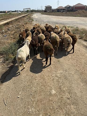 kanada sortu hinduska: Salam aleyküm kom 235 tek tek 220 den 260 m kimi deyişi 30 quzdu 3 — 7