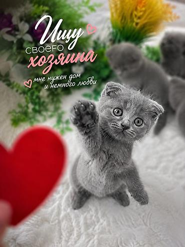 японская кошка: Вислоухая(Скотиш Фолд) Британские котята, окрас голубой (плюшевый). На — 2