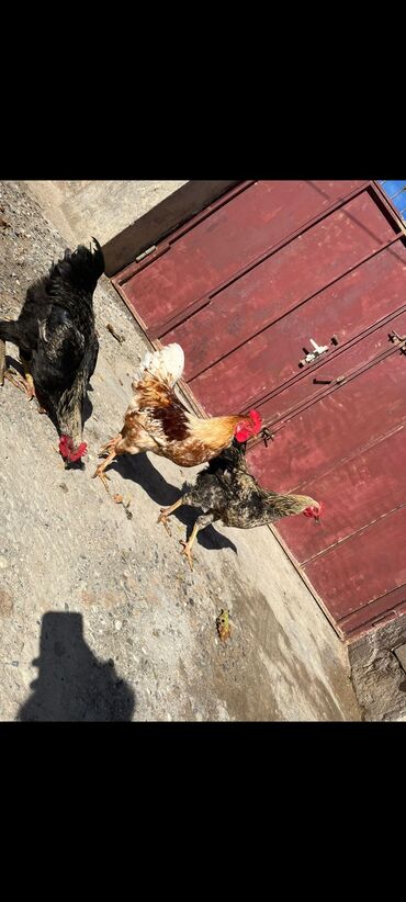 питомники кошек в баку: Toyuq, Ətlik