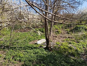 Torpaq sahələrinin satışı: 10 sot, Tikinti, Mülkiyyətçi, Müqavilə — 8