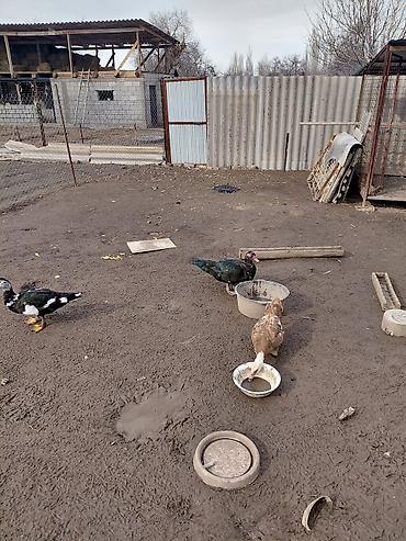 Другие с/х животные: Продаю куры, петух, индоутки Беловодске — 4