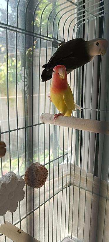 sevgi qusu: Məhsul: Sevgi tutuquşuları (Lovebird) cütü və qəfəs dəsti Təsvir: - — 2