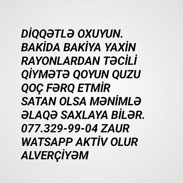 Qoyunlar, qoçlar: CİDDİ ŞƏXSLƏR BUYURSUN. UCUZ ALIB UCUZ SATANAM — 1