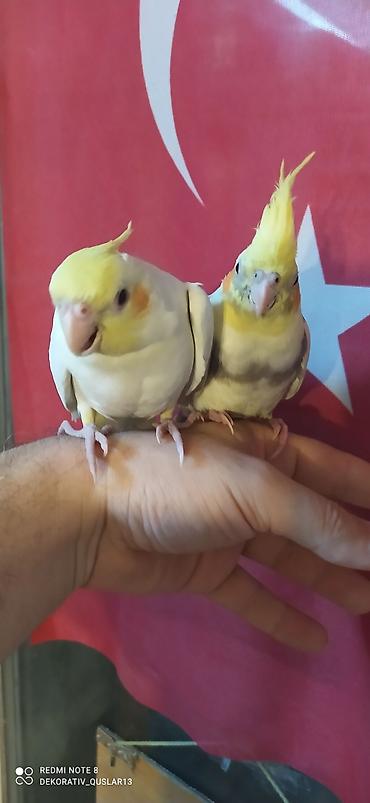 Tutuquşları: Salam. TAM SAĞLAM VİTAMİNLƏR PROFESSİONAL BİT DƏRMANİ VURULUB VƏ — 10