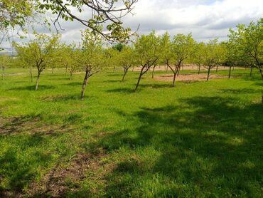 Torpaq sahələrinin satışı: 45 sot, Kənd təsərrüfatı, Mülkiyyətçi, Kupça (Çıxarış) -da lalafo.az — 5 Torpaq sahələrinin satışı: 45 sot, Kənd təsərrüfatı, Mülkiyyətçi, Kupça (Çıxarış) — 5