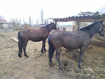 Лошади, кони: Продаю | Конь (самец) | Кара Жорго | На забой, Для разведения, Рабочий | Осеменитель — 11