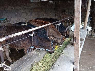 Коровы, быки: Продаю | Бык (самец) | Швицкая | На откорм — 4