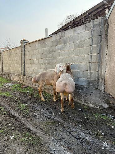 Баран, овца: Продаю | Баран (самец) | Арашан | Для разведения — 2