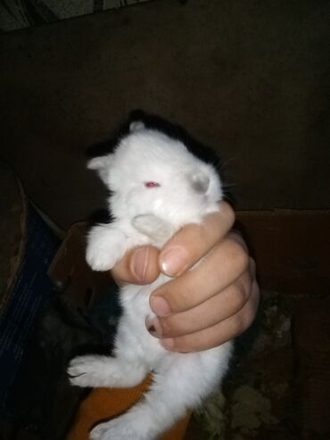 Dovşanlar: Ağ tüklü dovşan balaları.anasi atasi hamsi biryerde satilir.anasi — 5