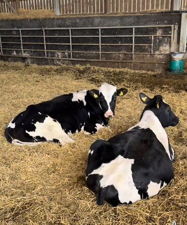 sağmal inek: Süd və damazlıq üçün inəklər və buzovlar sifariş ilə gətiririk hissəli