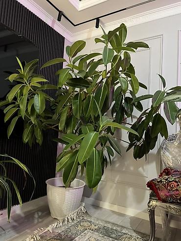 Драцены и Сансевиерии: Доставка по городу бесплатно . Адаптированные пересаженные Комнатные — 73