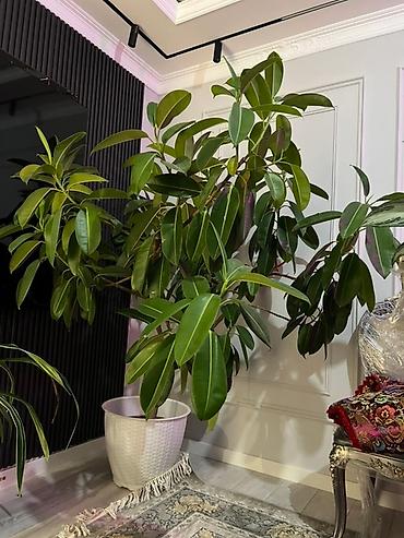 dry monster: Монстера делициоза (Monstera deliciosa) – крупное — 8