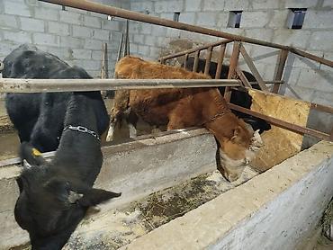 бычок продаю: Продаю | Бык (самец) | Полукровка | На откорм | Привязанные — 8
