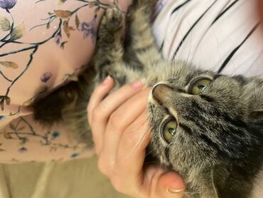 Животные: Отдам котят в хорошие руки, приучены к песку. добрые, ласковые at lalafo.kg Животные: Отдам котят в хорошие руки, приучены к песку. добрые, ласковые