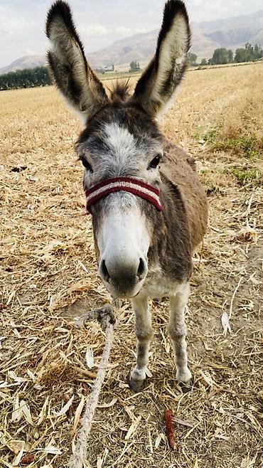 Осёл домашний - Вид: осёл (Equus asinus), средний рост. - Окрас