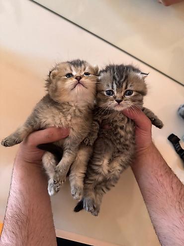 Pişiklər: Britan — 11