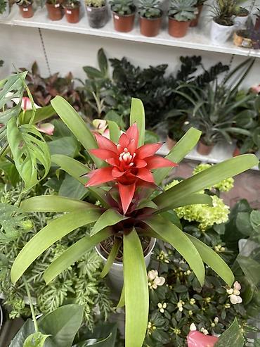 гузмания: Гузмания (Guzmania) с ярким красно-алым прицветником - Эффектный — 1
