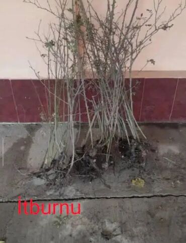 Şitillər: Sarı və qırmızı və qara moruq (çəpər) tingləri5-3-10 Məhsul: - Açıq — 13