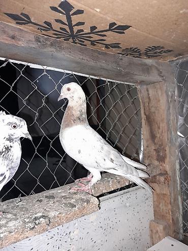 göyercinler: Quwlar satilir ebres ve cil cut alana 5 azndan tek qiymet deyisir 5 — 5