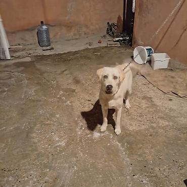 pitbul sekilleri: Labrador-retriver, 1 il, Dişi — 1
