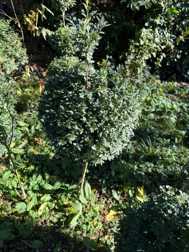 Şitillər: Şimşir tingləri satıram. Onlar dekorativ haşiyələr, hedcinqlər və — 9