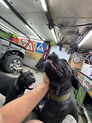 Продажа собак: Кане-корсо, 3 месяца, Самец, С прививкой at lalafo.kg — 8 Продажа собак: Кане-корсо, 3 месяца, Самец, С прививкой — 8