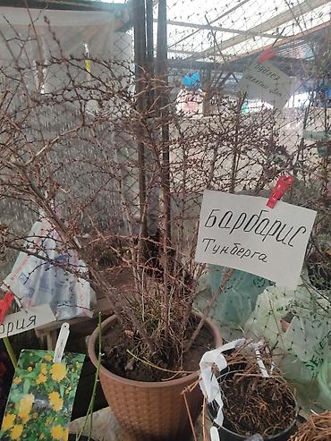 Другие виды семян и саженцев: Розы, тюльпаны,гладиолусы,цветы, кустарники,гортензия,вьющие — 18