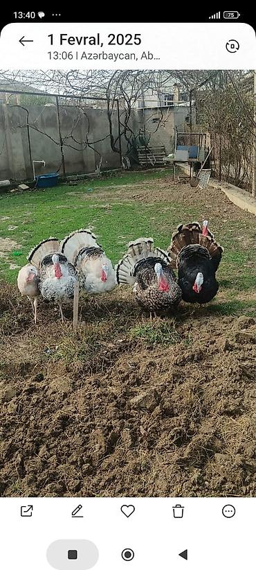 cücə və xoruz: Hinduşka cücələri – müxtəlif rənglərdə, sağlam və aktiv bala quşlar - — 5