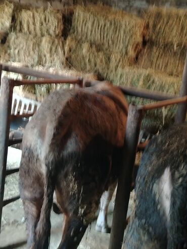 Inəklər, öküzlər: 6 baş dana satılır — 10