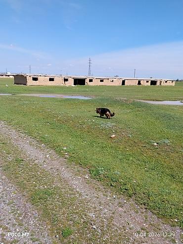 Продажа собак: Немецкая овчарка, 9 месяцев, Самка, С прививкой at lalafo.kg — 9 Продажа собак: Немецкая овчарка, 9 месяцев, Самка, С прививкой — 9