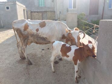 Gəmiricilər: 5 litr sud veren inek Balasi erkek simental Qiymeti 2300 manat